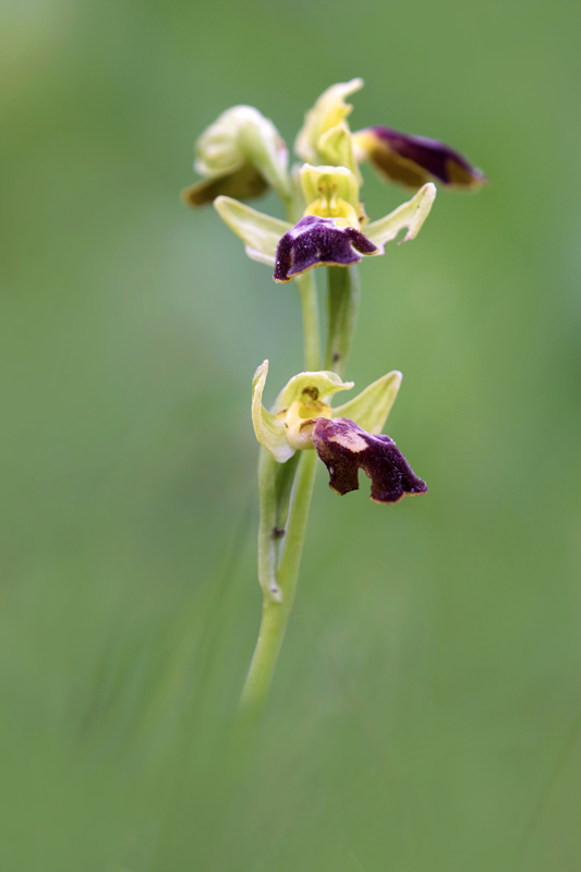 Orchidee da identificare